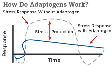 adaptogens-work