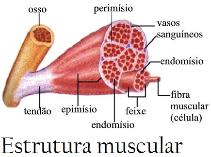 Tipos de hipertrofia: Feixe muscular
