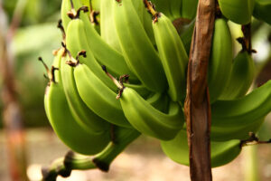 Como fazer biomassa de banana verde