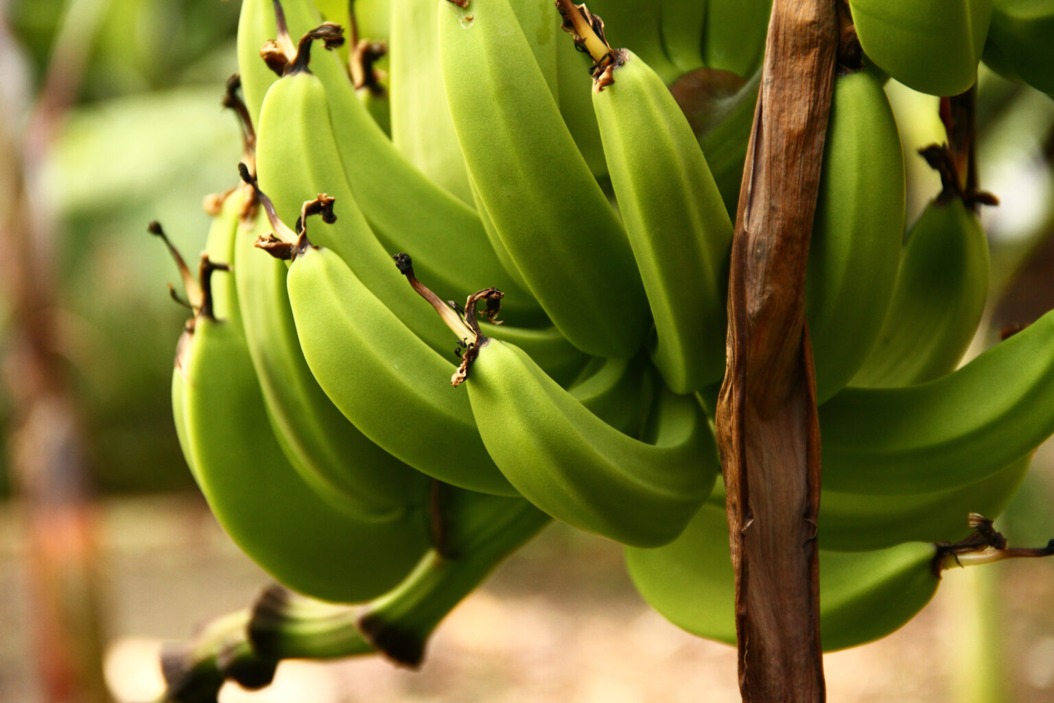 Biomassa de banana verde