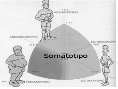 Somatotipo: ectomorfo, mesomorfo e endomorfo