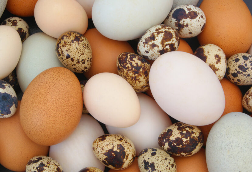 variedade de tipos de ovos