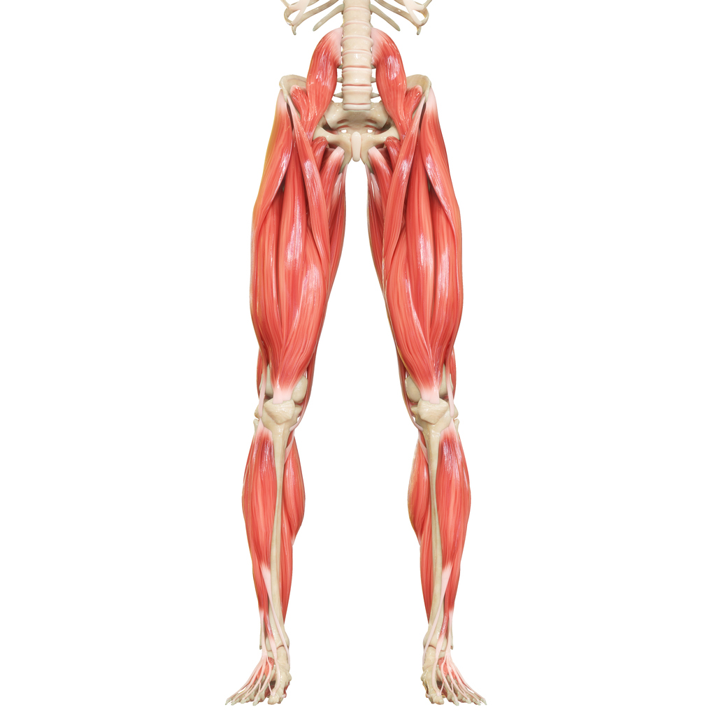 Anatomia dos musculos de uma perna